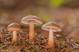 Stimuli, les champignons et leurs secrets