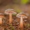 Stimuli, les champignons et leurs secrets